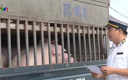 Hà Tĩnh ban hành công điện phòng chống bệnh dịch tả lợn