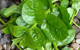 Mồng tơi – vị thuốc thường dùng