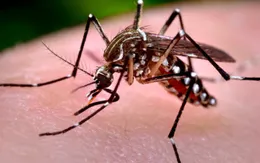 Trung Quốc phát hiện trường hợp nhiễm virus Zika đầu tiên