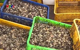 Cách mưu sinh đặc biệt từ... ốc bươu vàng