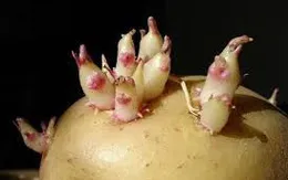 Nguy cơ ngộ độc thực phẩm từ khoai tây mọc mầm