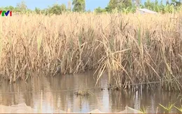 Nguy cơ mất trắng diện tích mía đang bị ngập úng tại huyện Phụng Hiệp (Hậu Giang)