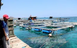 Khánh Hòa hỗ trợ người nuôi thủy sản