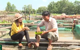 Lão nông miền Tây nuôi "thủy quái" vùng Amazon