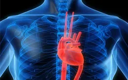 Phát triển thành công mô tim đập như tim thật