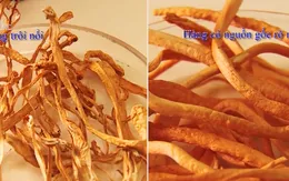 Cách phân biệt đông trùng hạ thảo thật - giả