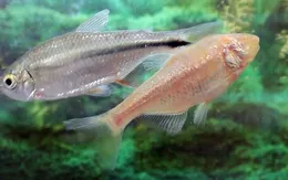 Cá cảnh tetra Mexico có khả năng chữa trị bệnh tim mạch?