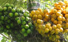 Quả cau chữa sán, viêm ruột