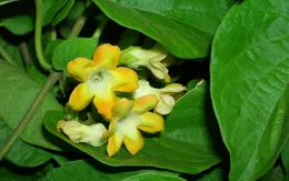 Những bài thuốc hữu ích từ cây thiên lý