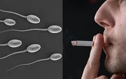 Thuốc lá - Thủ phạm khiến nam giới "trên bảo dưới không nghe"?