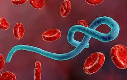 Phát hiện "lá chắn" chống virus Ebola trong tế bào người