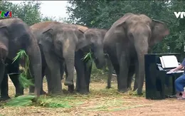 Âm nhạc chữa lành vết thương cho voi