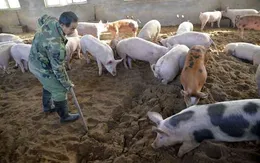 Trung Quốc công bố đợt bùng phát dịch sốt lợn châu Phi mới
