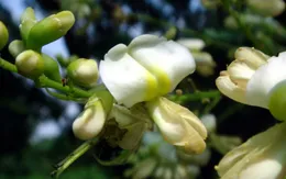 Hoa hòe – dược liệu hữu hiệu chữa tăng huyết áp