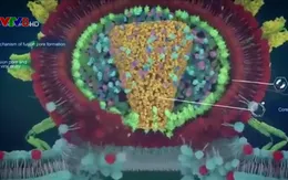 Pháp tìm ra cách tiêu diệt tế bào nhiễm HIV