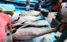 Luân phiên chuyển cá vào bờ - Cách giảm chi phí hiệu quả