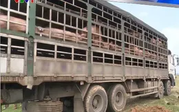 Liên tiếp bắt giữ phương tiện chở gia súc lở mồm long móng