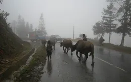 Lào Cai khuyến cáo người dân Sa Pa không thả rông gia súc trong những ngày rét đậm