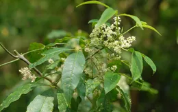 Ba chạc – “khắc tinh” của nhiều chứng bệnh thường gặp