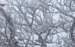 Cao Bằng khẩn trương phòng chống rét