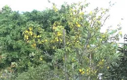 Mai vàng nở sớm do thời tiết bất thường
