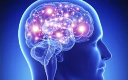 Đầu to có tỉ lệ thuận với trí thông minh không?