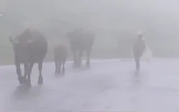 Trâu, bò chết rét ở vùng núi phía Bắc tiếp tục tăng