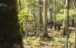 Phong tục giữ rừng của người Hà Nhì ở Y Tý, Lào Cai