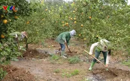 Liên kết doanh nghiệp - nông dân tạo động lực phát triển