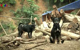 Toàn quốc có 67 trường hợp tử vong do bệnh dại
