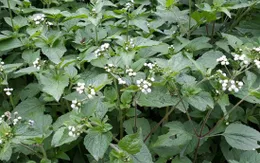 Cỏ hôi chữa bệnh mũi xoang