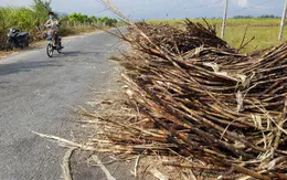 Khánh Hòa: Gần 3ha mía ở xã Cam An Nam bị cháy