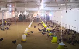 Say rượu uống nhầm thuốc sát khuẩn khu chuồng nuôi