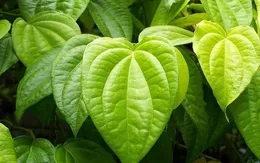 Chữa gút từ trầu không, nước dừa