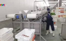 Một đêm ở cảng cá Oostende, Vương quốc Bỉ