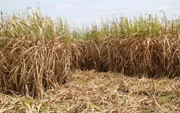 Sóc Trăng: Mía ở Cù Lao Dung đang "kêu cứu"