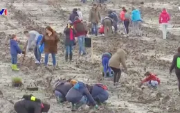 Bồ Đào Nha: Hàng nghìn người tham gia chiến dịch trồng rừng