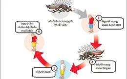 Sốt xuất huyết Dengue - Những kiến thức không thể bỏ qua