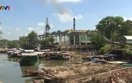 Nhà máy chậm thu mua, hàng nghìn hecta mía sắp thành củi khô