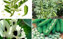 Thiếu máu ở trẻ sơ sinh: bác sĩ khuyên gì?