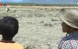 Ninh Thuận: Nỗ lực cứu đàn gia súc trong nắng hạn