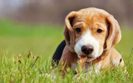 Cảnh báo nguy cơ từ việc cho thú nuôi ăn thịt sống
