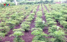 Đinh lăng lai mất giá, người trồng thua lỗ