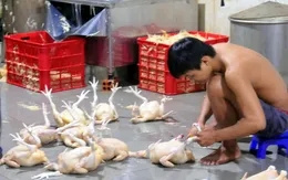 Bắt quả tang lò giết mổ gà không phép mang đi TP.HCM tiêu thụ