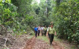 Lập chốt bảo vệ rừng, phòng chống cháy rừng tại Bình Định