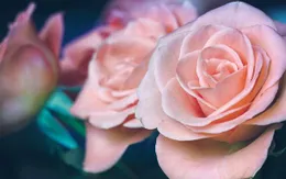 3 loại hoa có lợi cho sức khỏe