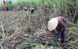 Mía Phú Yên rớt giá, tiêu thụ chậm