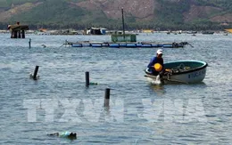 Hội thảo phát triển nuôi tôm bền vững