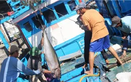 Công tác khắc phục thẻ vàng thủy sản của Ủy ban châu Âu