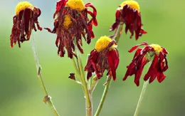 Tại sao cây cối lại bị “héo rũ xuống” khi thiếu nước?